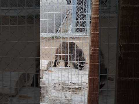 Big Bear Alpine Zoo video review