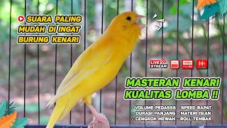 Download lagu Kenari GACOR NGEREK‼️ Masteran Kenari PAUD dan Pancingan Kenari MACET BUNYI dan Betina NGIWIR - 255 mp3
