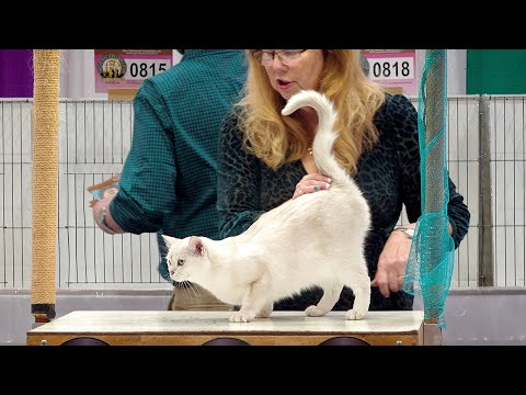 CFA International Show 2019 - Shorthair alters - Set 1