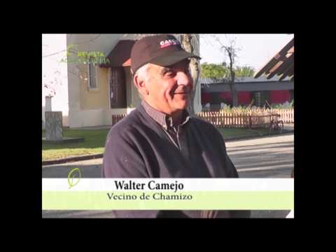WALTER CAMEJO - CHAMIZO - FLORIDA