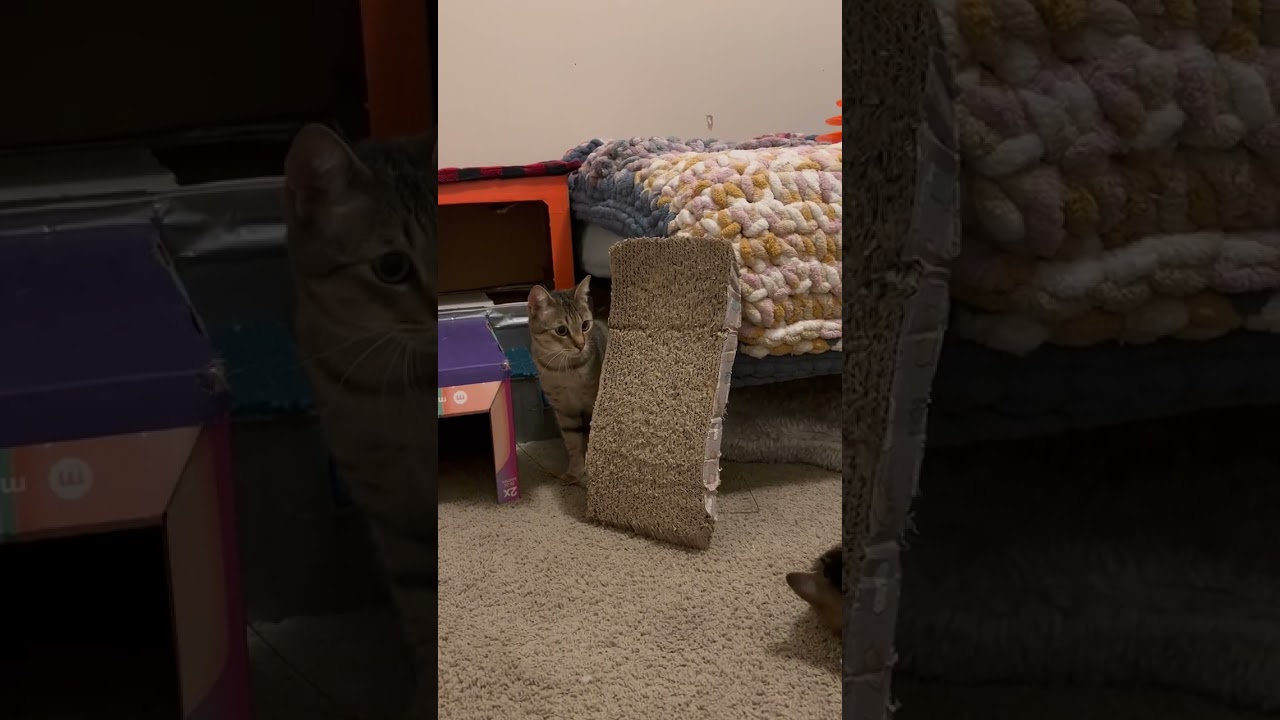 Winston, a Adoptable Domestic Short Hair in Springfield, OR video 4/4