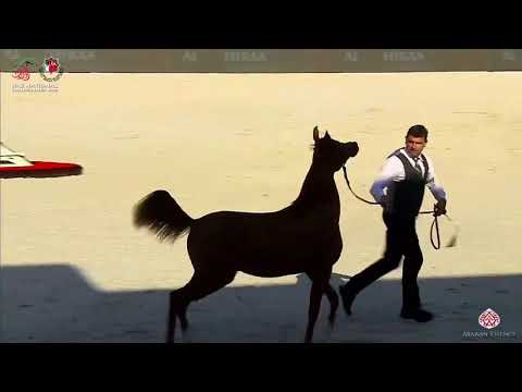 N.15 AJ NOUR - UAE National Championship 2020 - Yearling Fillies (Class 1A)