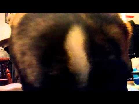 Close up of Boston Eating (Hero)