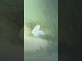 Happy Easter Sunday! #animation #easter #jesus #jesuschrist