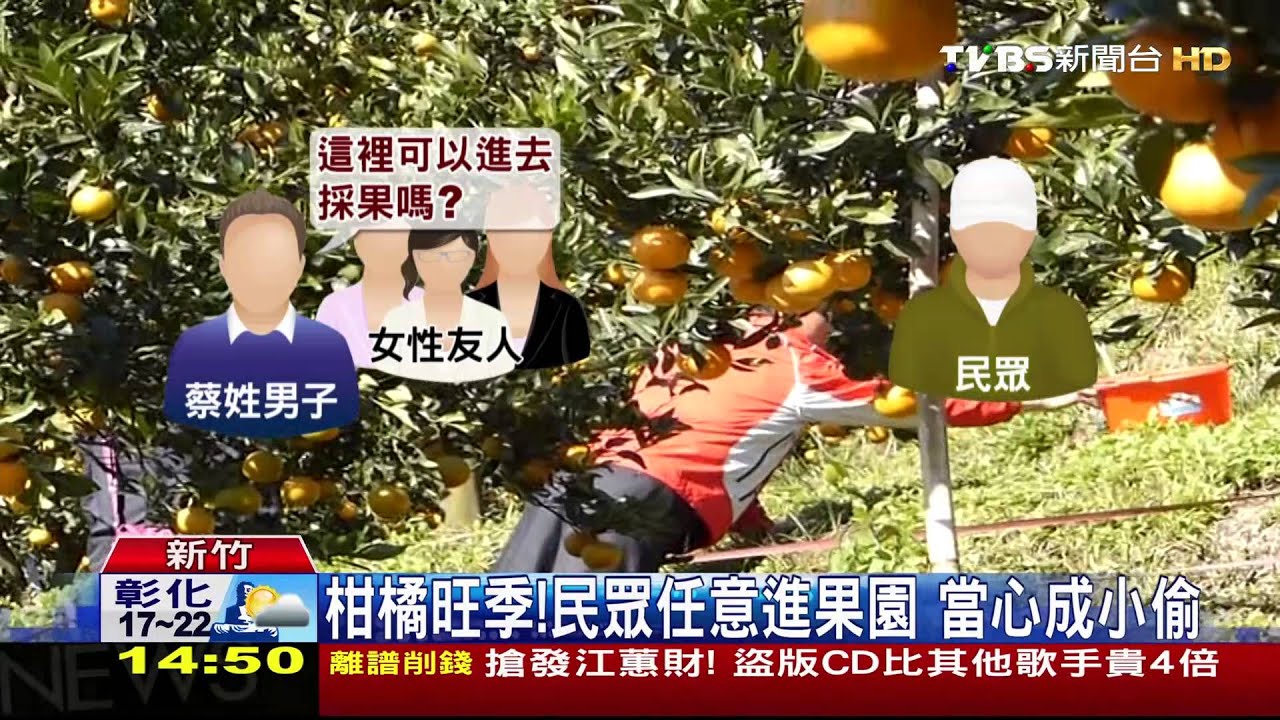 跟著指標去採柑！　4遊客竟變成「竊盜」