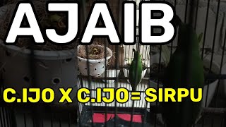 Download lagu VIRAL !! TERNAK CUCAK IJO TERNYATA MENETAS SIRPU mp3 Download lagu VIRAL !! TERNAK CUCAK IJO TERNYATA MENETAS SIRPU mp3