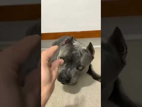 #Shorts,  Is this James Bond Dog🧐