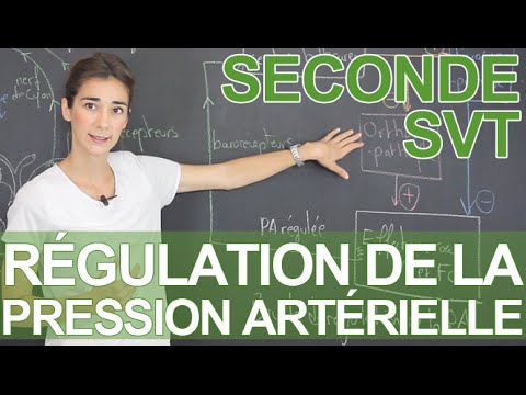 Les symptômes de lhypertension rénale et de traitement Aide à la crise hypertensive