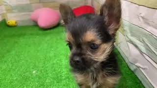 ハーフ犬の動画01