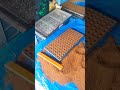 Pro tray nursery technique #seedling_project #shortvideo #futurefarming