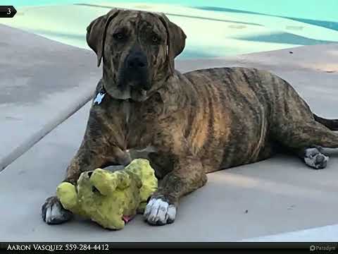 A day in the life of Koda