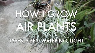 How I Grow Air Plants - Types, Sizes, Watering, Light