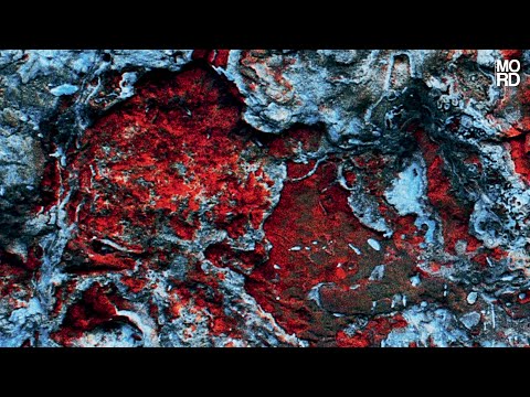 Quelza  - The Free Speech [Mord084]