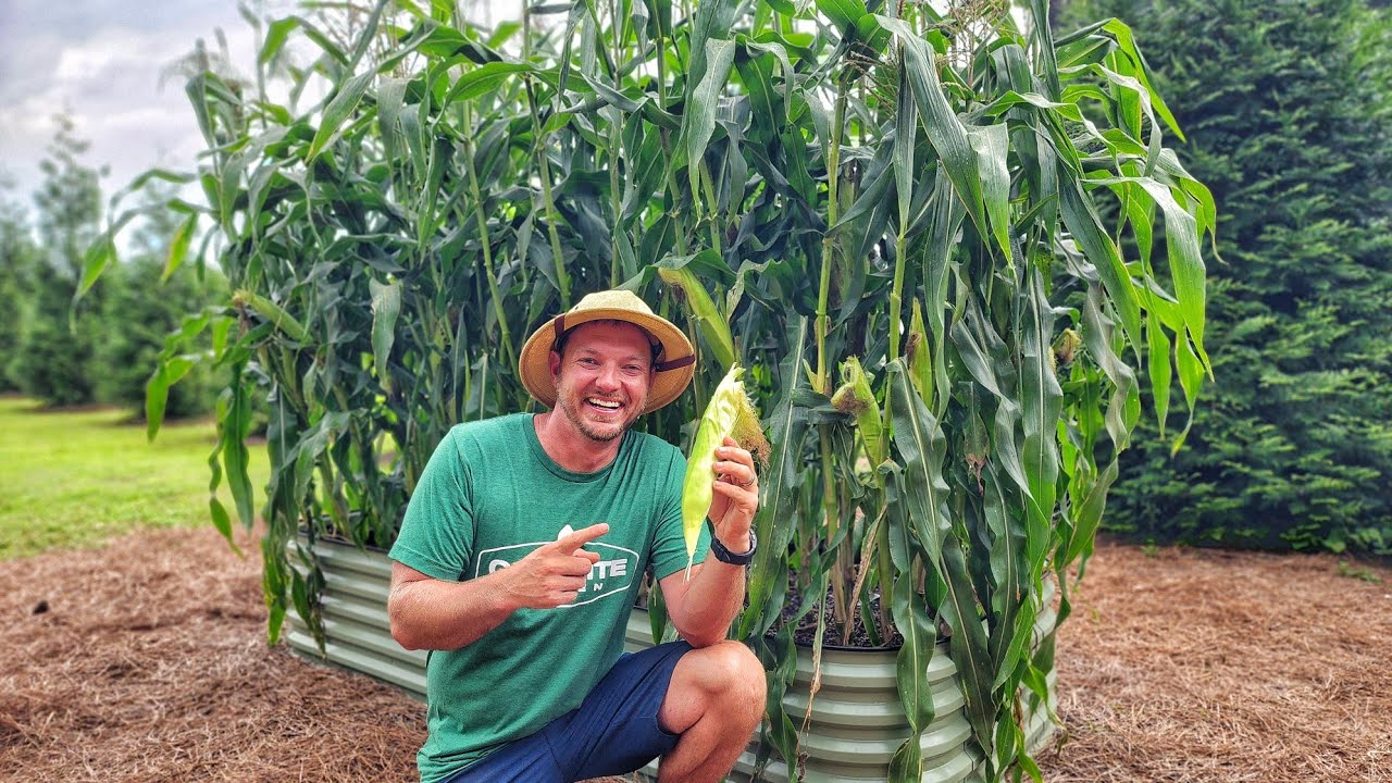 How to Grow Corn in Raised Beds |A Complete Beginner's Guide|