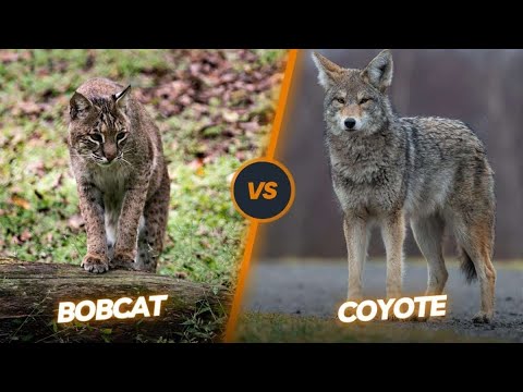 Bobcat Vs Coyote captured by Drone