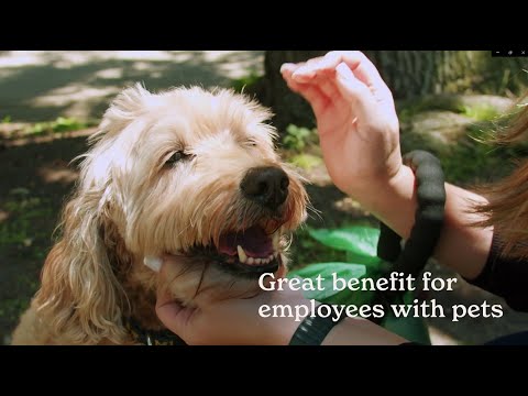 Airvet video/presentation/materials