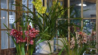 How to Divide and Repot Cymbidium Orchids with Steve Hampson