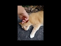 Tabby Cat MEOW So Loud