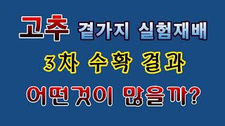 [텃밭농부. 1,193]  고추 곁가지 실험재배. 3차 수확량 비교 #고추재배 #고추곁가지