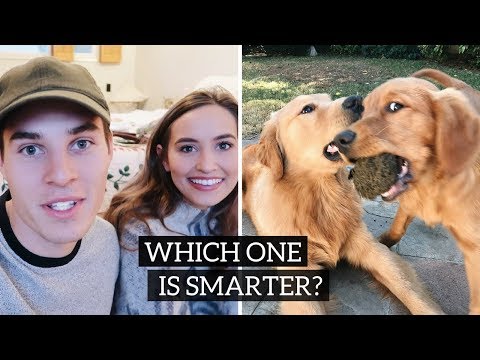 TESTING OUR DOGS INTELLIGENCE