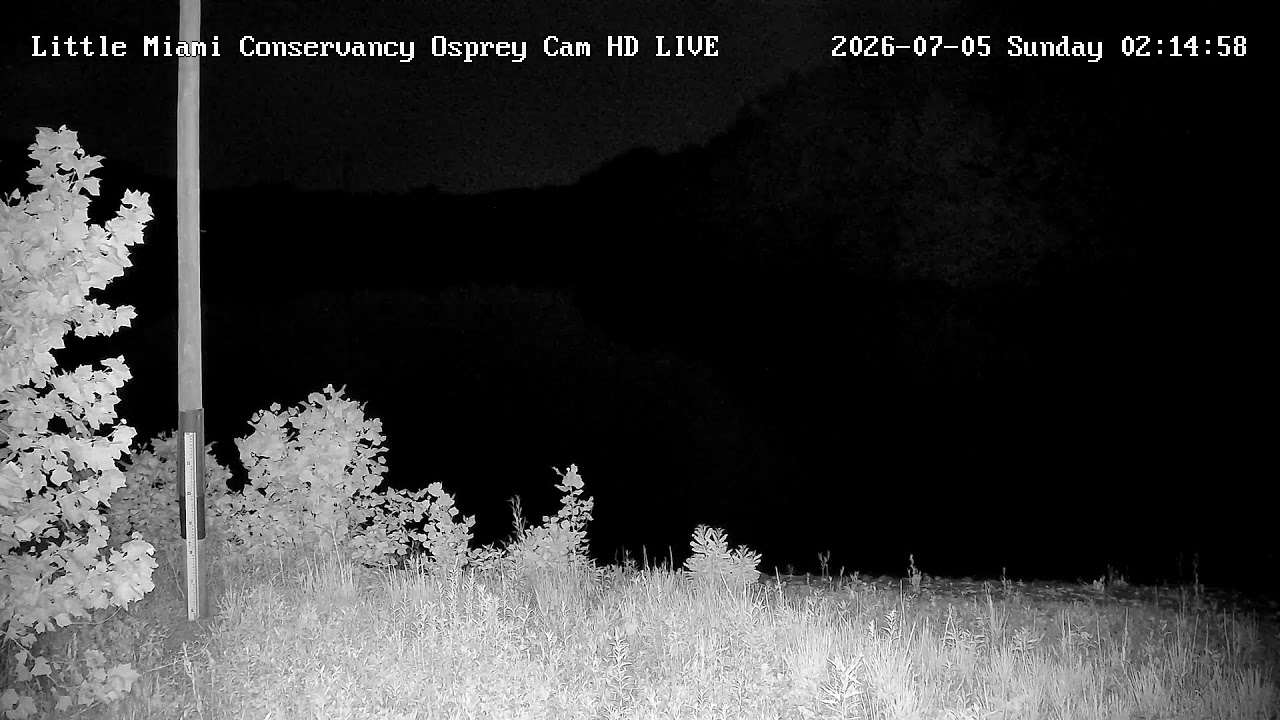Live webcam view of Little Miami River Osprey Nest