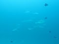 Shiver of Gray Reef Sharks Palau