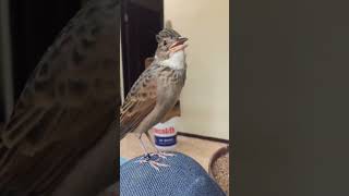 Download lagu BRANJANGAN GACOR PLUS JINAK #shorts #branjangangacor mp3 Download lagu BRANJANGAN GACOR PLUS JINAK #shorts #branjangangacor mp3