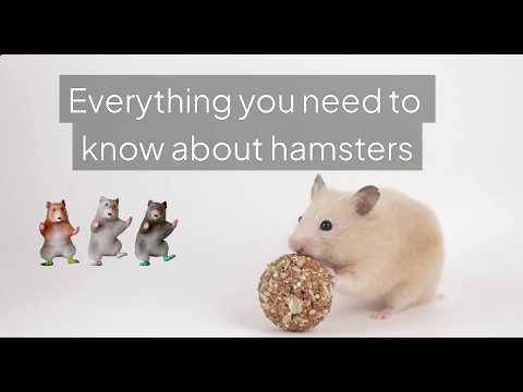 Everything About Hamsters — What They Eat, Where They Live, How They Behave & Biggest Mistakes