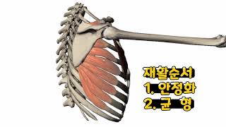 wing scapular ! 익상견갑? 날개…