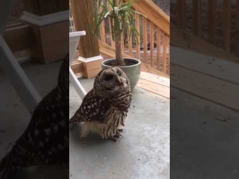 The Affection Of A Barred Owl