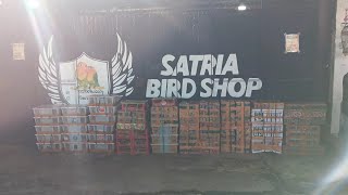 Download lagu Satria birdshop update hari rabu 3 Juni 2026 bongkaran burcil tuban dan perkutut dari ngawi mp3