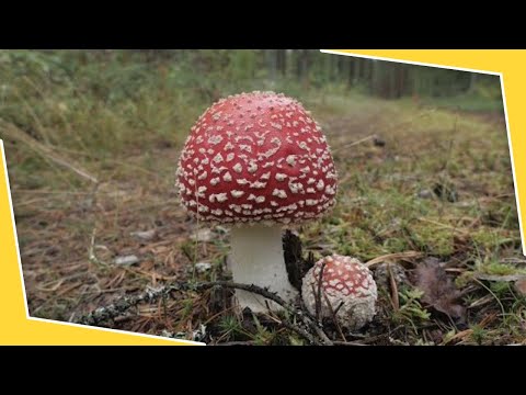 Cele mai otravitoare plante din Romania - Ultimele stiri