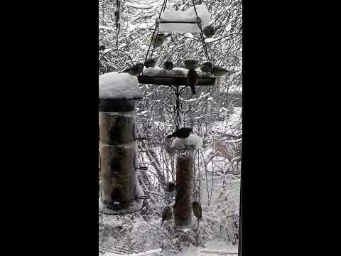 Feeder fest today, 10.12.2017, Newtown, Mid-Wales