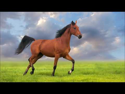 os 10 cavalos mais tops  do mundo