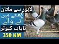 Lahore se Multan fly kar ke aane waale Kasid Kabutar | 350 KM in 4 hours