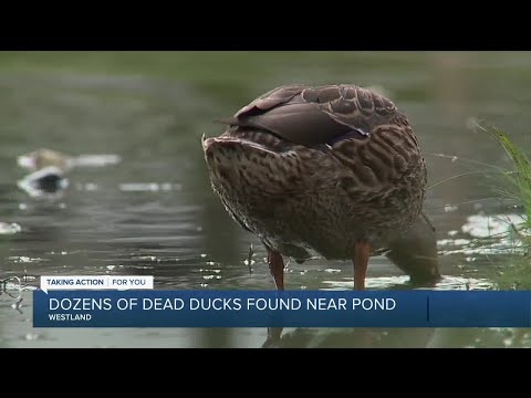 Dozens of dead ducks found near Westland pond