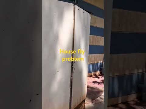 House Fly Pest Control Services