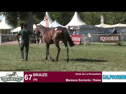 Lot 67 - Le Lion 2013