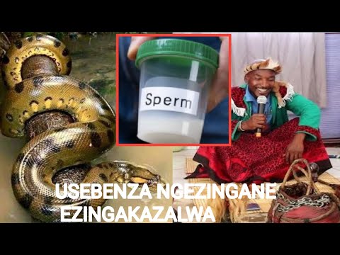 U DR SKHUKHULA WAYETHWALISA NGAMA SPERM  kuphumela obala u DR Mqhele nange nyoka yakhe 💸💸💸