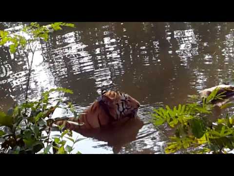 download lagu mp3 mp4 Jai Tiger Size, download lagu Jai Tiger Size gratis, unduh video klip Jai Tiger Size
