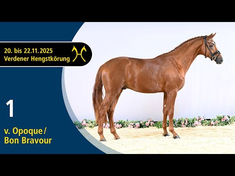 No. 1 Stallion by Opoque - Bon Bravour | Verden Stallion Licensing 2025 - Dressage - Nov. 21/22