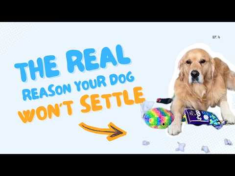 The Real Reason Your Dog Won't Settle (Ep.4)