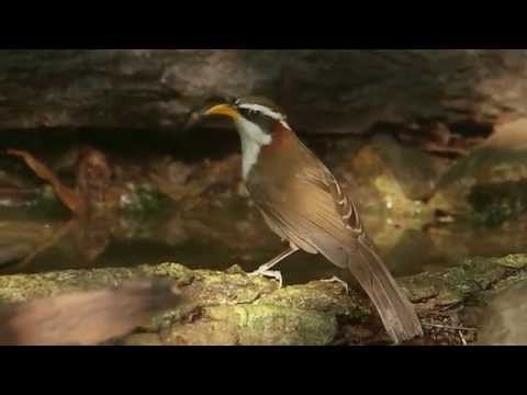 Šabľozob obočnatý (Pomatorhinus schisticeps) — spev a hlas v prírode