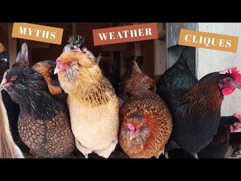 10 Things To Know BEFORE You Buy Backyard Chickens | Poultry Care For Beginners | Homesteading Tips
