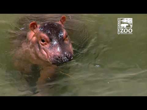 Premature Baby Hippo Fiona Moves to Adult Hippo Pool - Cincinnati Zoo