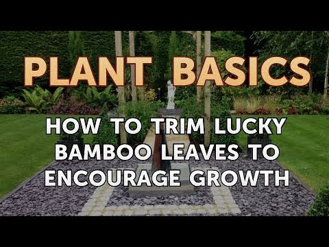 How to Dry an Overwatered Plant