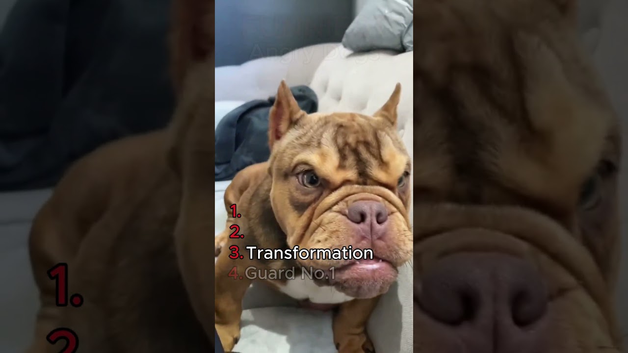 Funniest Angry Dogs!  #cuteanimals #dog  #fypシ