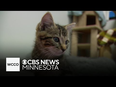 Why Twin Cities animal shelters are seeing a rise in pet surrenders - YouTube