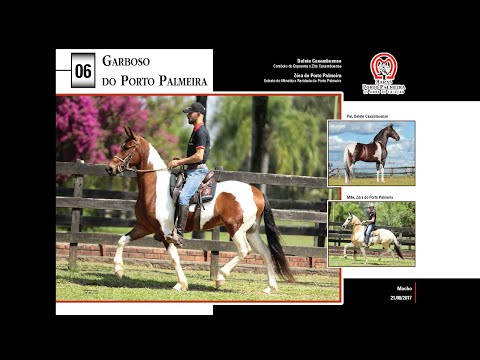 06 Garboso do Porto Palmeira