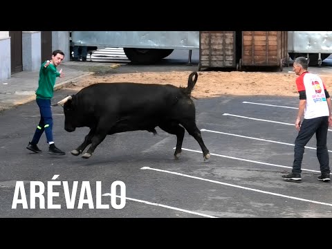 Arévalo 2025 Encierro y Capea con Toros Bravos